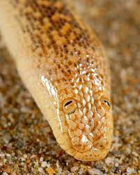 arabian sand boa